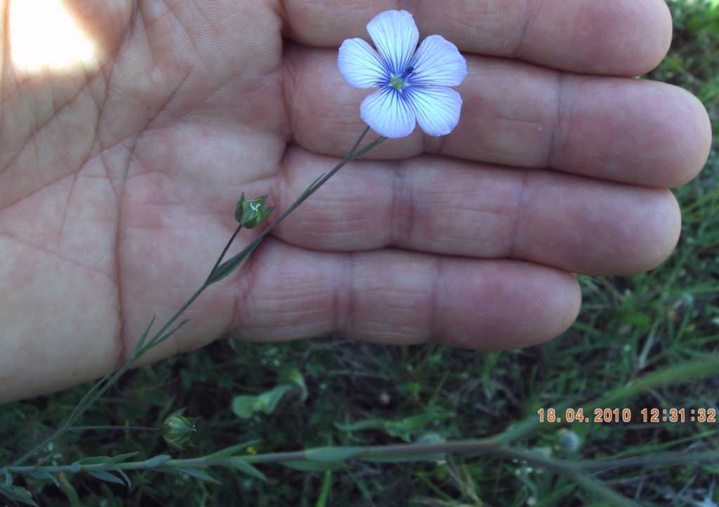 Linum bienne